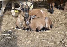 Da Silva Surfcamp Portugal - surf instruction