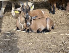 Da Silva Surfcamp Portugal - surf instruction
